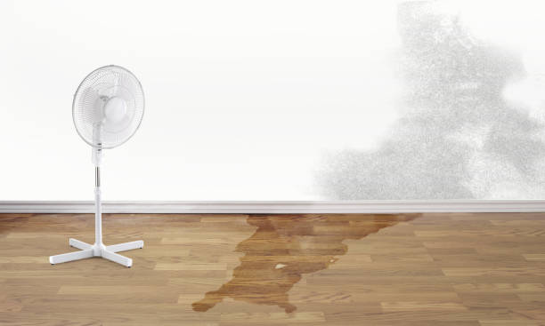 Best Water damage repair service  in Silver Lake, FL
